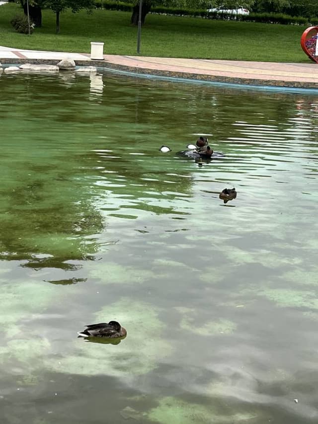 Фото 3 от Larisa Z. об аренде Chevrolet Aveo в Болгарии (20.06.23)