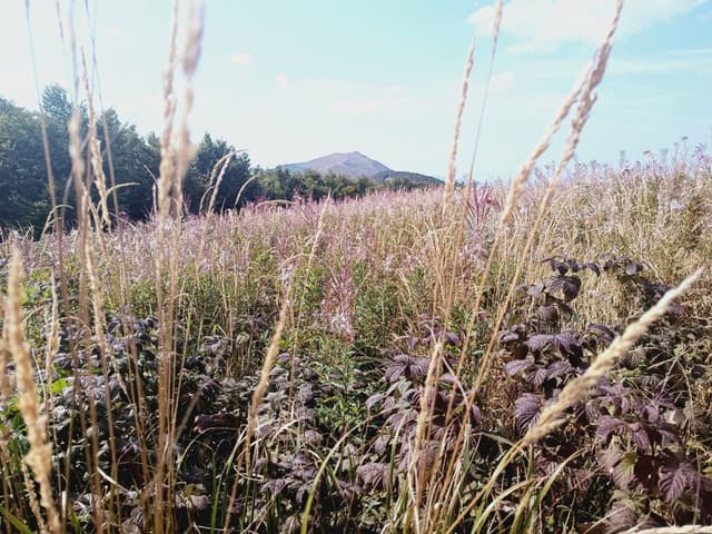 Foto 2 von Horst N. über die Anmietung eines Skoda Kamiq in Krakau (7.9.24)
