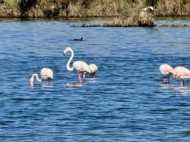 Фото 3 от oleg D. об аренде Citroen C3 в Бодруме (14.09.24)