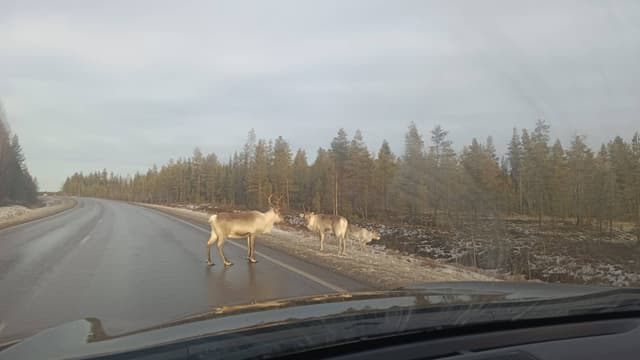 Foto 3 di Stefano Raffaele S. (15/11/24)