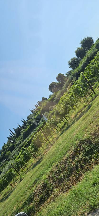 Photo 4 by Yaniv R. (7/28/23)