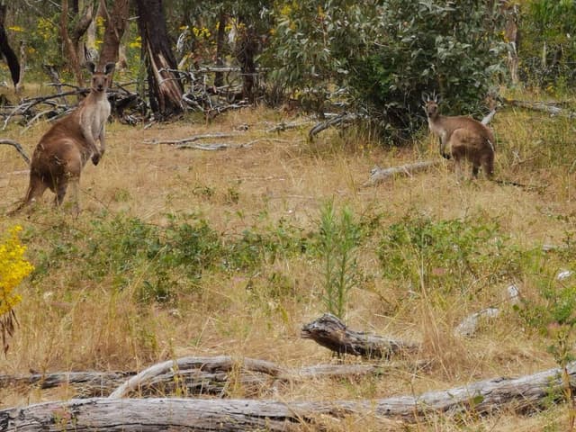 Photo 2 by Nicholas F. about hiring a Toyota Corolla Hatch in Australia (03.01.24)