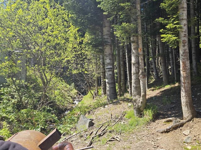 תמונה 3 מאת tzipora M. (22.5.25)