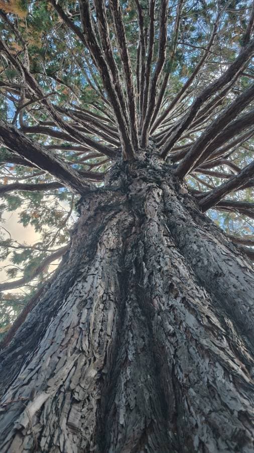 Photo 8 by Soong Heng Glenn Marc L. (3/23/26)