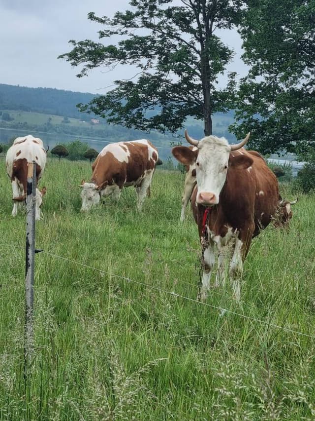 Photo 4 by lavi S. (6/7/24)