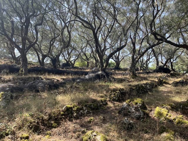 Foto 2 van Theo A. (21-6-25)