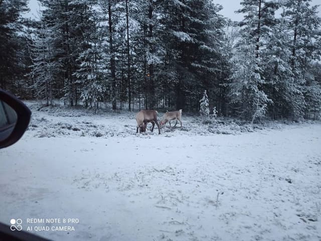 Photo 2 by Hubert J. about renting a Volkswagen Polo in Finland (12/6/22)
