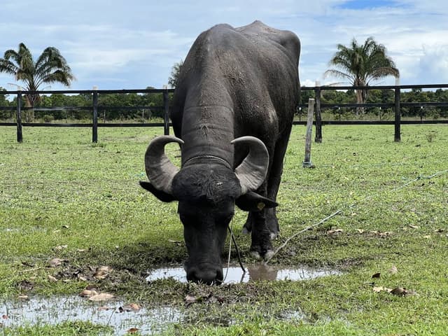 Foto 5 di joao F. (20/01/25)