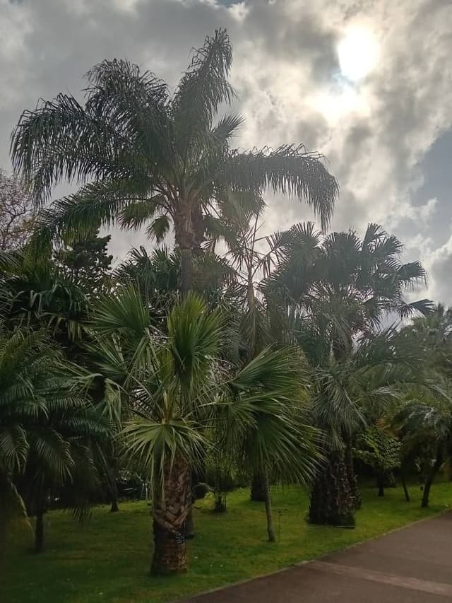 Photo 8 by christophe S. about renting a Renault Captur in Madeira (4/13/25)