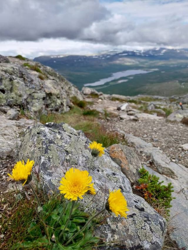 Henkilön Tuija S. kuva 4 (23.7.23)