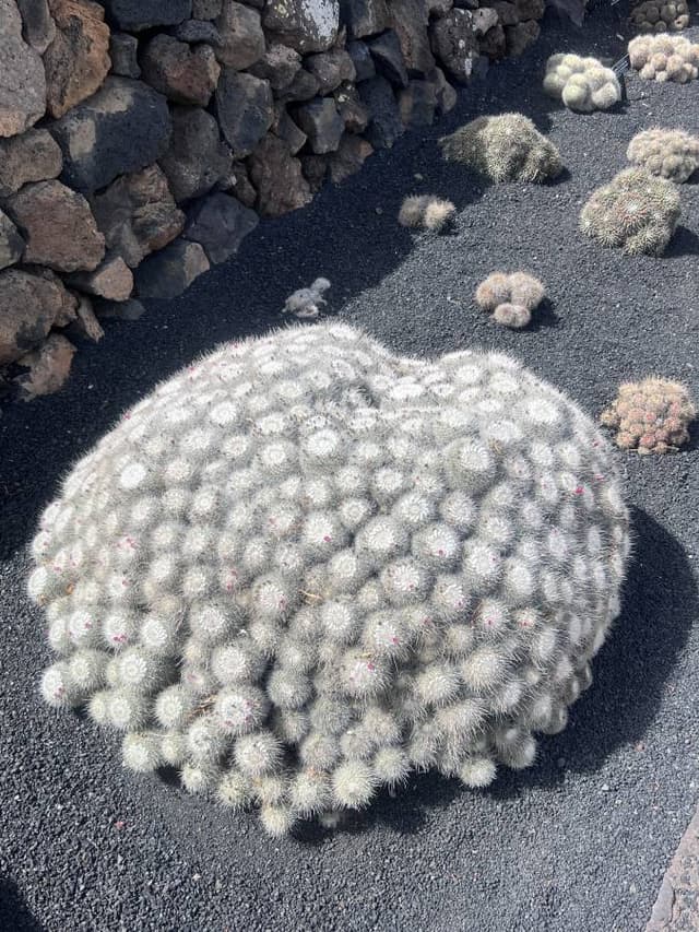 Photo 3 by Rulon S. about renting a Skoda Kodiaq 5+2 at Lanzarote Airport (8/30/23)