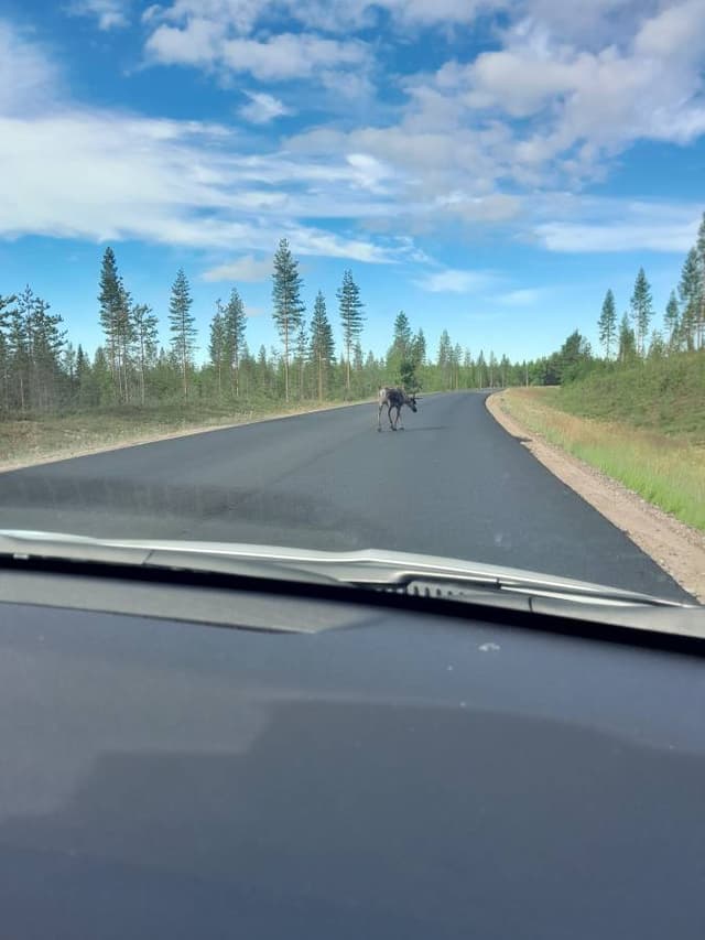 Henkilön teppo V. kuva 5 (16.7.24)