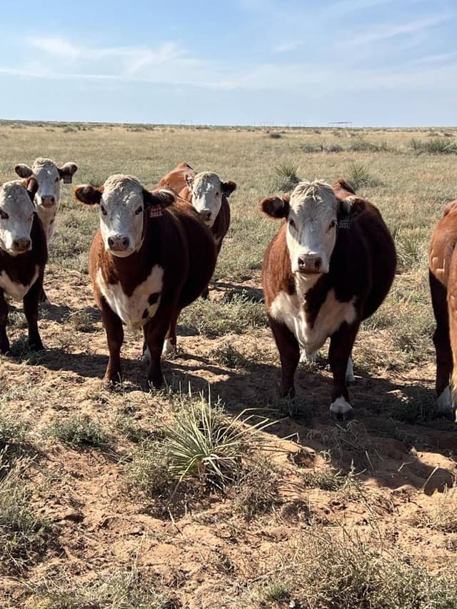 Photo 5 by Jeanie G. about renting a Toyota Camry in New Mexico (10/15/24)