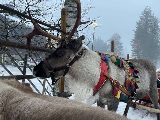 Foto 2 di CORNEL P. (06/12/25)