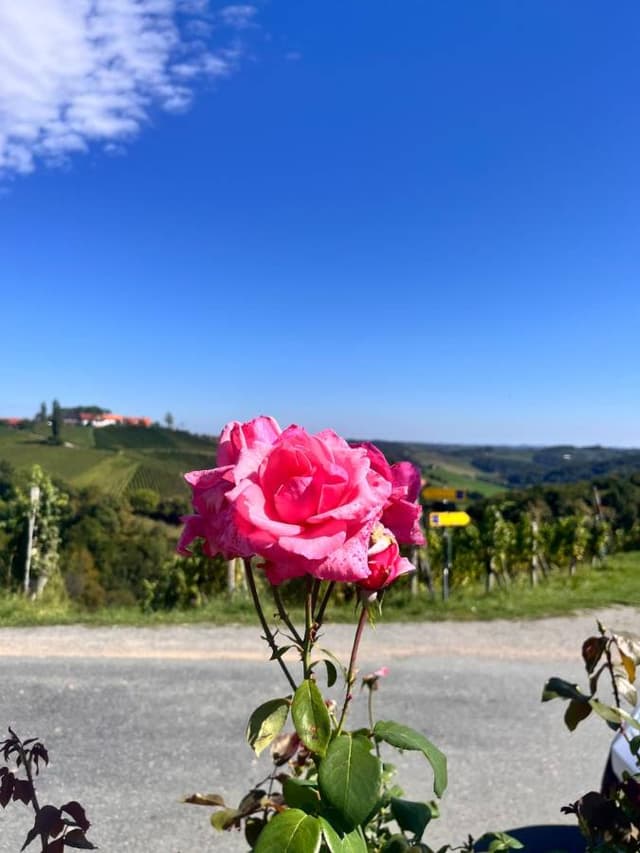 Фото 3 от Tatiana P. об аренде Toyota C-HR в Вене (22.09.25)