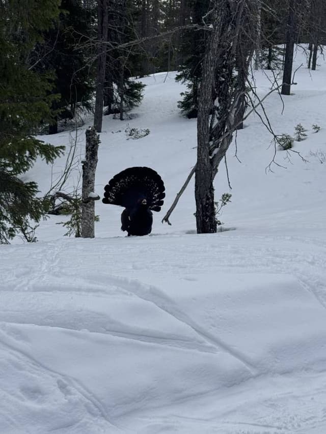 Henkilön Heikki S. (19.4.25)