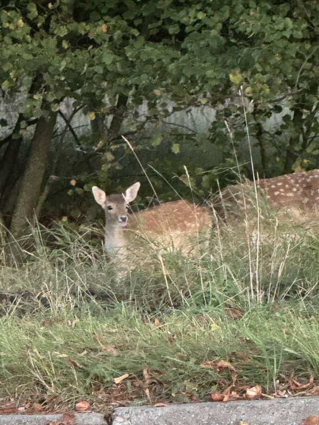 Foto 5 de Patricia A. (11/10/25)