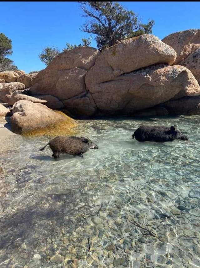 Photo 3 par Styve B. sur la location d'un Fiat 500 en Sardaigne (17/08/23)
