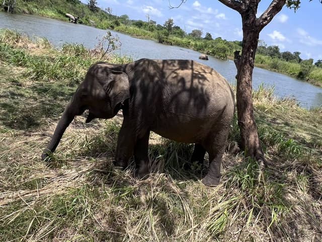 (25/6/6),ChiKang L. 拍攝的第 2 張照片