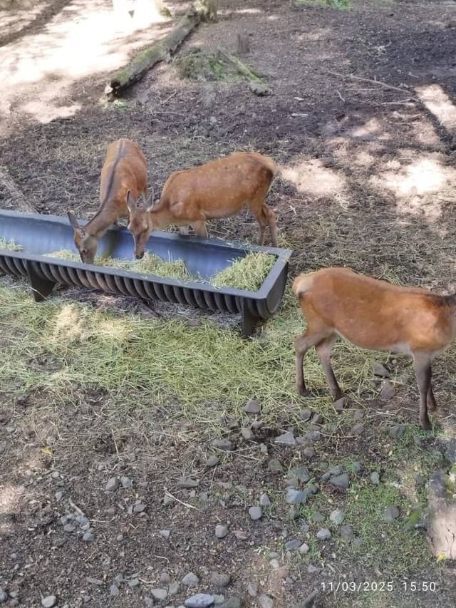 Foto 4 de Angela Beatriz R. (17/3/25)