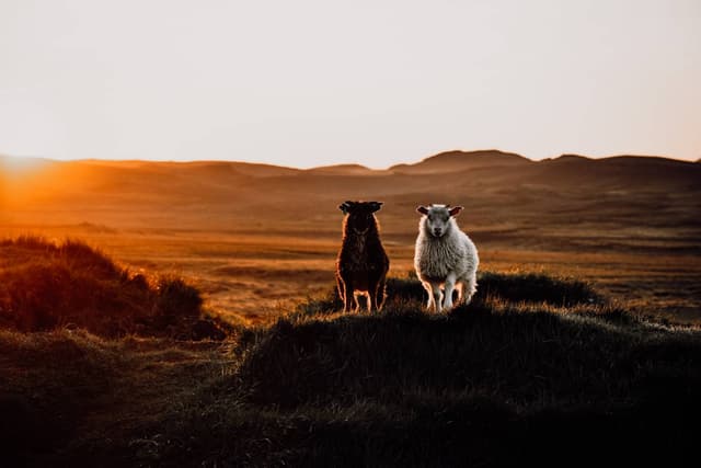 Foto 6 od Adam V. o pronájmu Suzuki SX4 S-Cross na Islandu (6/26/25)