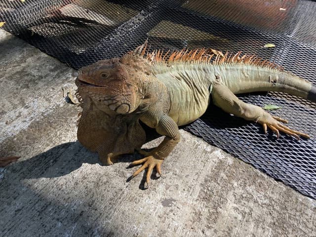 Photo by paul S. about hiring a Suzuki Jimny in San Jose (23.01.23)