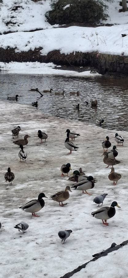 Фото 3 от Simion S. об аренде Skoda Karoq в Праге (16.02.26)