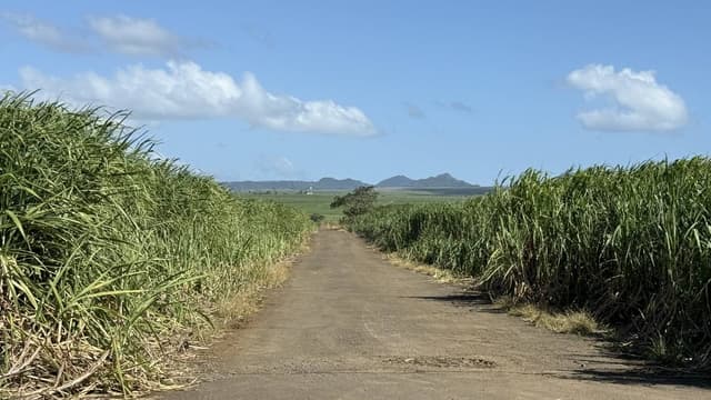 Photo 5 by Nikolay T. (6/27/25)