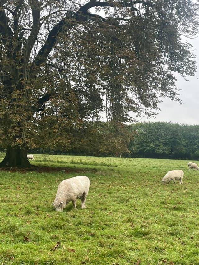 Photo 3 by doron S. (10/16/24)