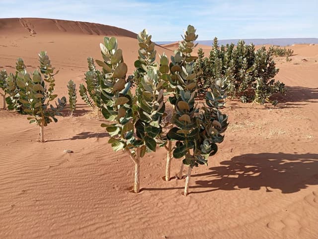 Photo 13 par Gilbert C. (28/01/26)