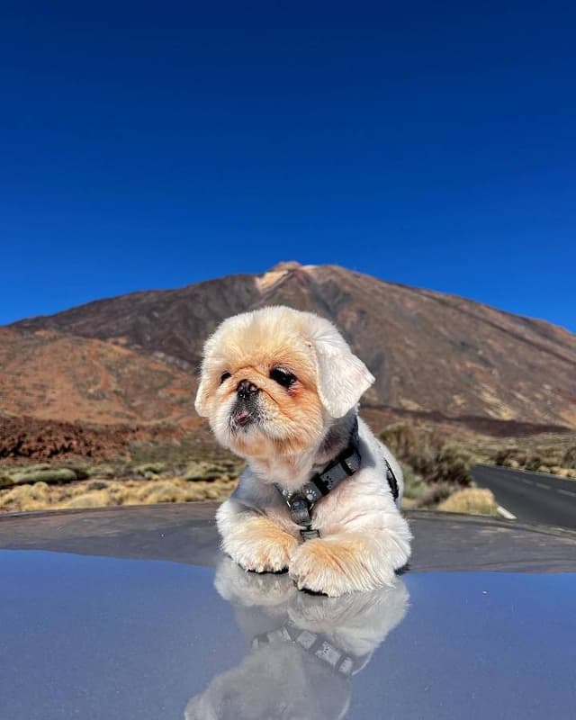 Фото 5 от Arkadii M. об аренде Toyota Yaris в Тенерифе (29.11.22)