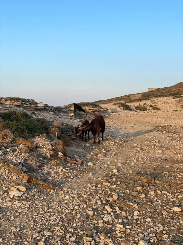 Фото 8 от ILLIA K. об аренде Suzuki Ignis в аэропорту Родоса (10.06.25)