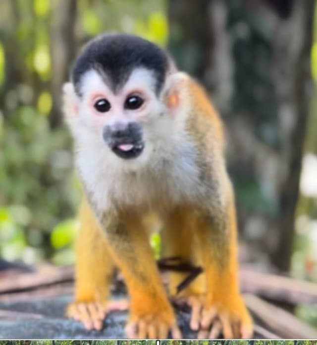 Photo by Jeremy H. about hiring a Toyota Land Cruiser Prado in Costa Rica (04.02.24)