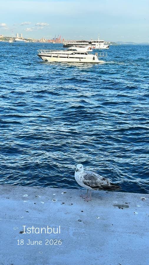 Photo 7 by Mohammad K. (6/23/26)