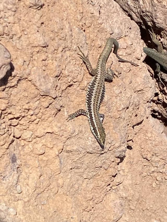 Zdjęcie 3 wykonane przez Marek W. dotyczące wynajmu Citroen C3 w w Funchalu dnia (8.06.25)