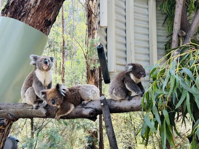 Photo 6 by Johanna V. about renting a Kia Stonic in Sydney (3/27/25)