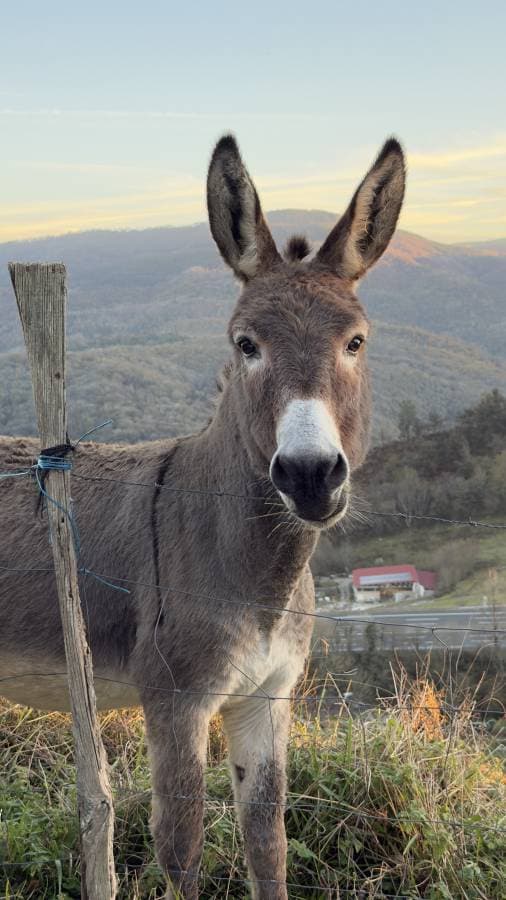 Foto 10 de Antonio Luis C. (3/12/25)