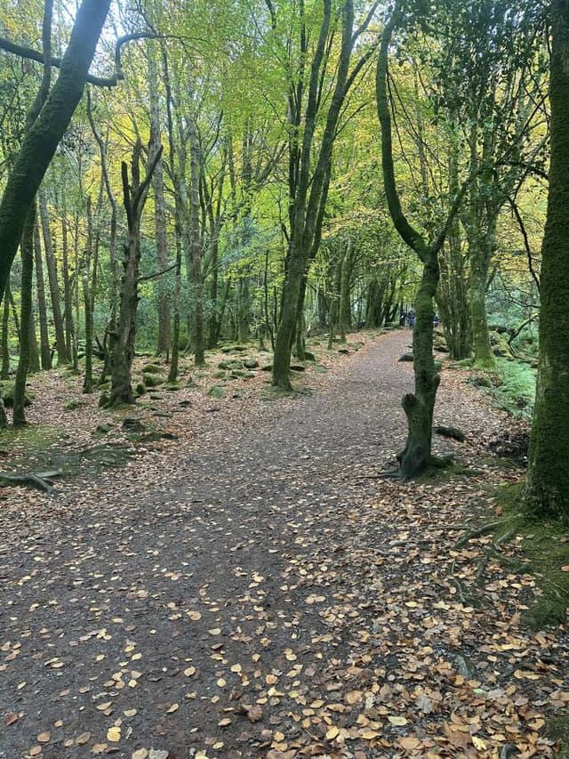 Фото 9 от Svitlana Z. об аренде Ford Fiesta в Дублине (19.11.25)