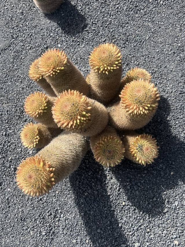 Photo 4 by Rulon S. about renting a Skoda Kodiaq 5+2 at Lanzarote Airport (8/30/23)