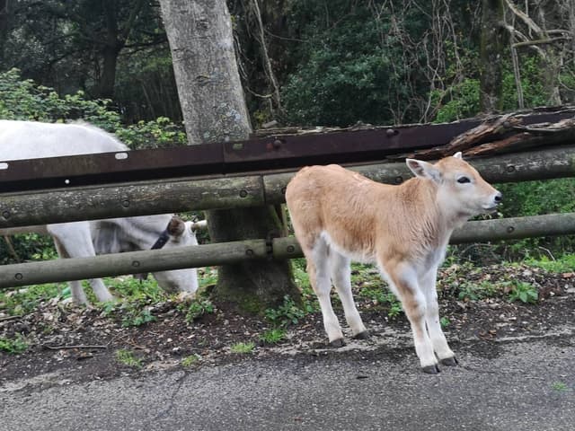 Zdjęcie 2 wykonane przez Marcin S. dotyczące wynajmu Toyota Yaris w na dworcu kolejowym Rzym Termini dnia (11.04.23)