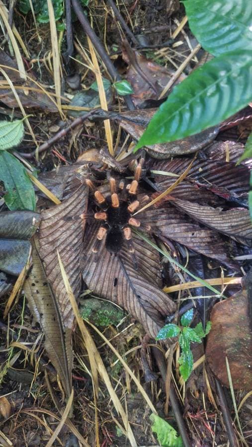 Photo 4 by Kirsty B. about hiring a Toyota Corolla Cross in Costa Rica (12.04.25)