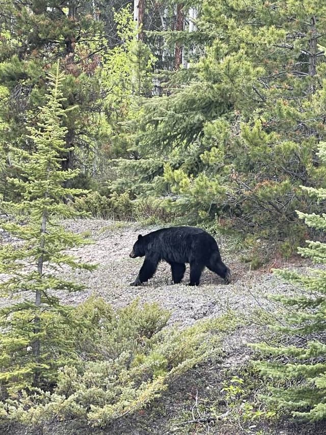 Photo 2 by Mohammed P. about hiring a Kia Rio at Calgary Airport (08.06.24)