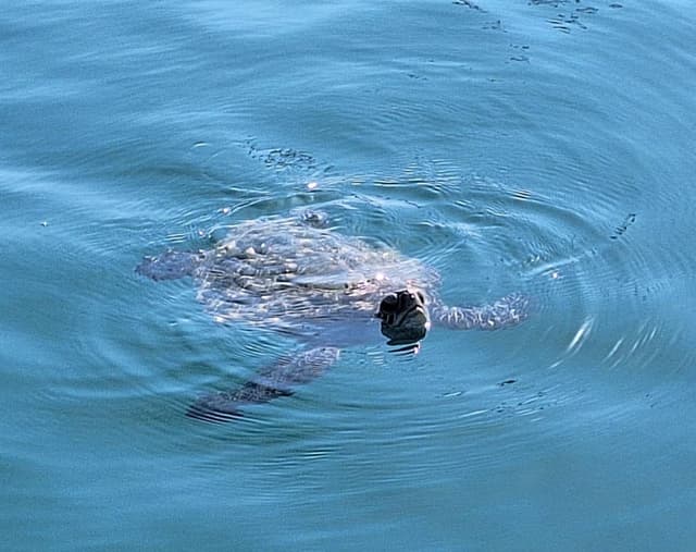 Foto 8 di Alessandro M. (04/01/25)