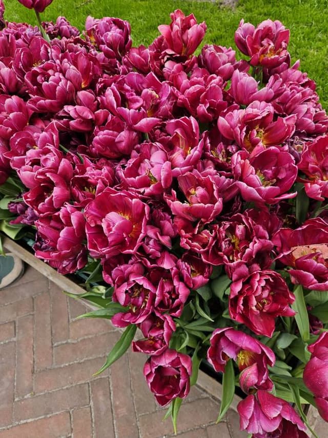 Foto 4 av Abdul Malik D. (26-04-08)