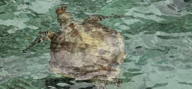 Photo 7 by Dylan L. about renting a Dacia Logan in New Caledonia (7/7/25)