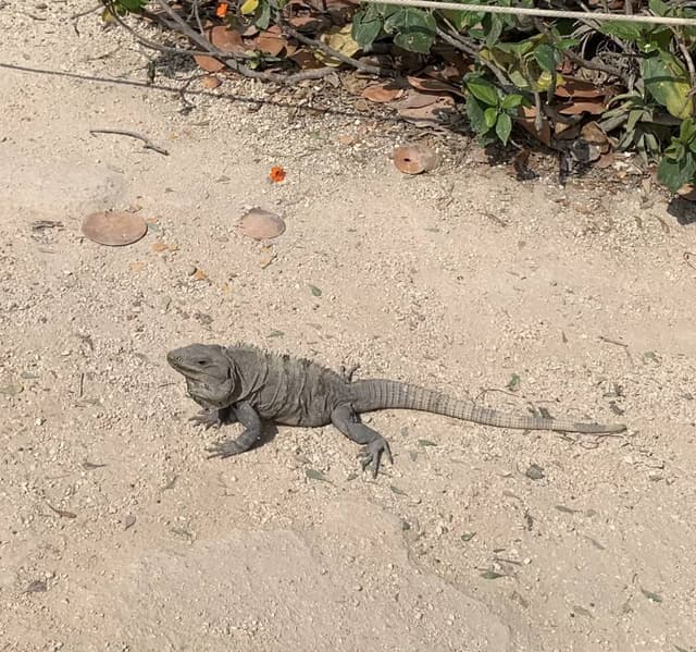 Photo by Graham E. about renting a Volkswagen Gol in Playa del Carmen (4/14/23)