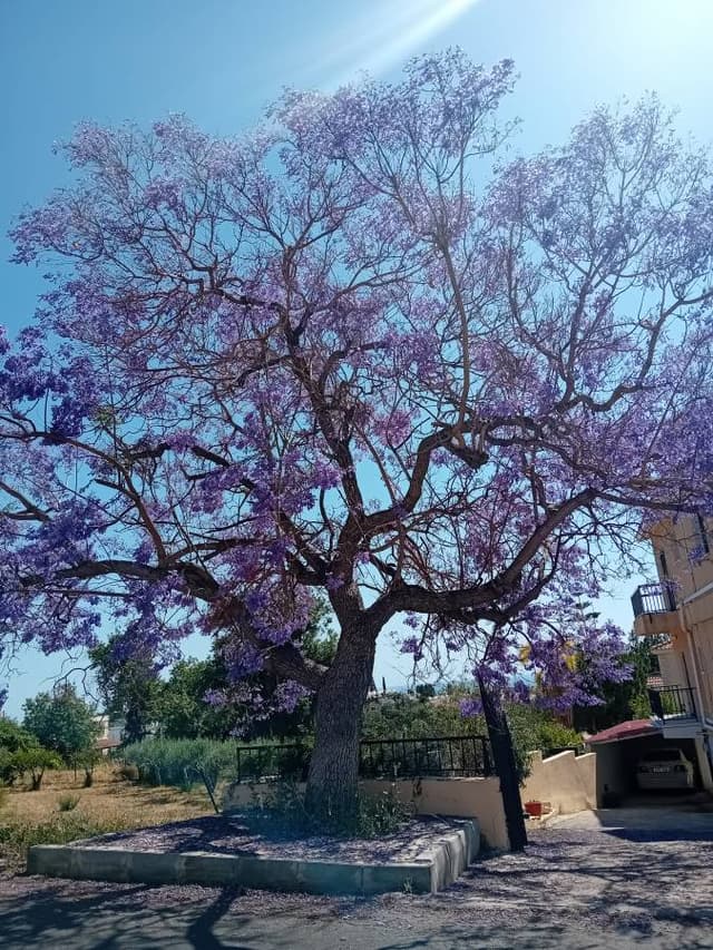 Photo 4 by Debra W. (6/13/26)