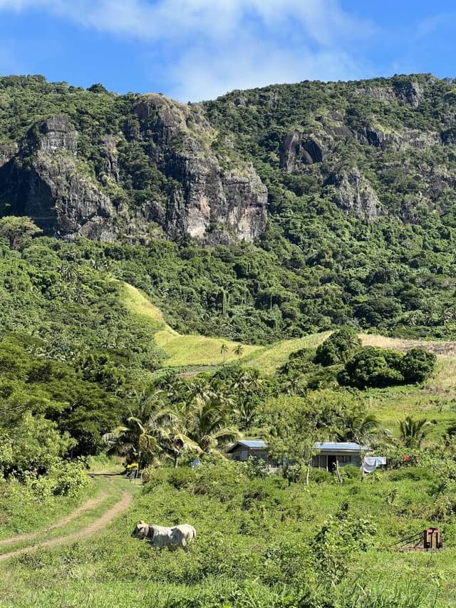 Photo 8 by Emily K. about renting a Honda Fit in Nadi (6/13/25)