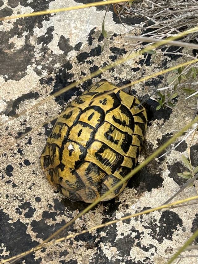 Photo 3 by Tara S. about hiring a Seat Arona at Menorca Airport (27/07/24)