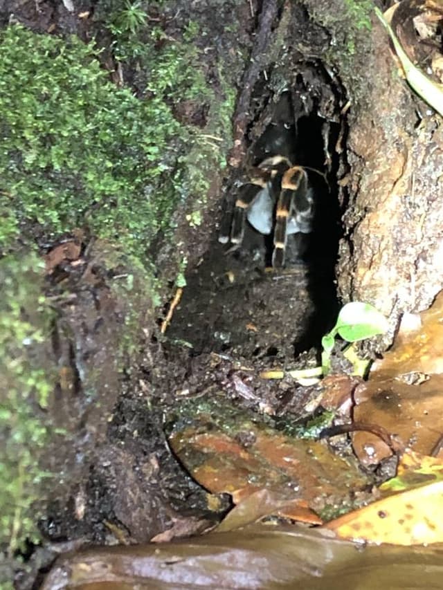 Foto 5 van Jurgen R. over het huren van een Nissan X-Trail in Costa Rica (7-8-24)